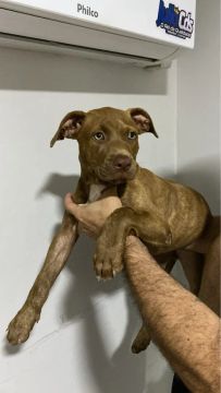 Filhote Pitbull disponível