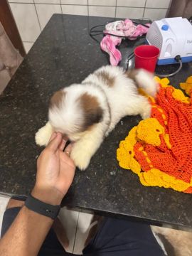 Vendo filhos te Shih Tzu