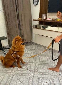 CACHORRO EDUCADO DENTRO DE CASA 