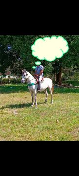 Cavalo sem documento meio sangue quarto de milha