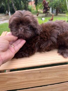 Shih Tzu macho e fêmea na cor chocolate!