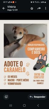 Caramelo - Filhote dócil e carinhoso para adoção