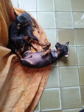 Filhotes de Pinscher 