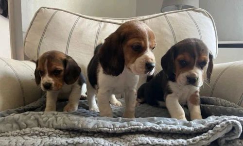 Beagle filhotes lindos 13 polegadas entre em contato 