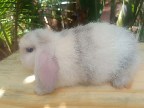 Mini lop 