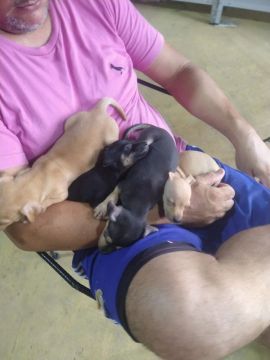 Filhotes de Pinscher
