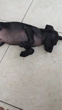 Doação - filhote macho todo preto