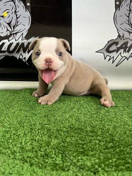 Filhotes American bully 