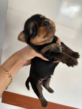 Yorkshire terrier 