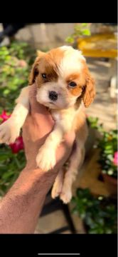 Filhotes de King charles Cavalier