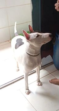 Bull Terrier Inglês - 
