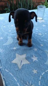 filhote de Pinscher número 1
