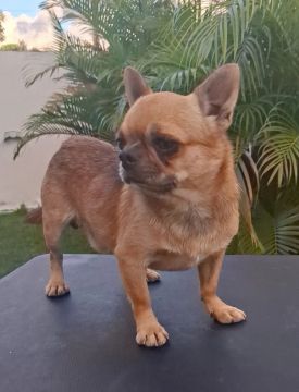 Chihuahua 