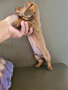 Teckel Dachshund Cofap Salsichinha 