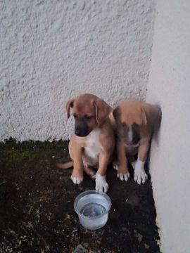 Dois filhotes de cachorro para adoção