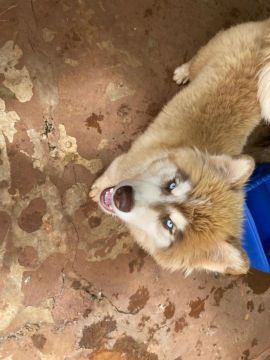 Husky Siberiano com olhos azuis