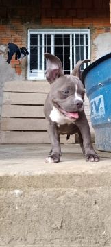 Filhote de bully - Azul