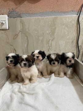 Filhotes Shih Tzu Lindos
