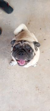 Pug  fêmea 