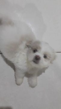 Filhote de Ilhasa Apso com  Shih Tzu