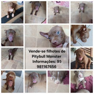 Filhotes de Pitybull Monster 