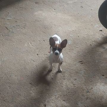 Cachorro pequeno e carinhoso para adoção