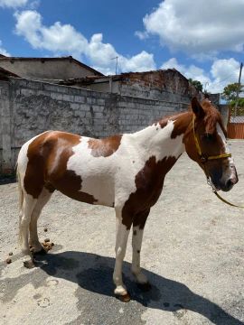 Cavalo 