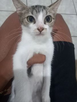 Gatinha branca e cinza dócil para adoção