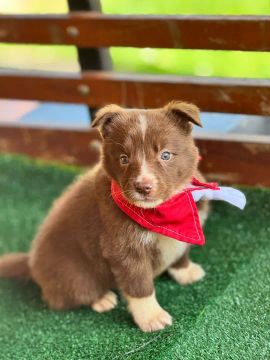 Border Collie- Filhotes com beleza radiante 