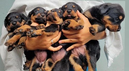 Filhotes Rottweiler puros