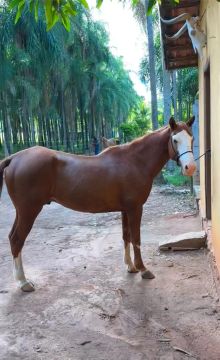 Cavalo qm 