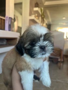 Filhote Shih Tzu - raça pura 
