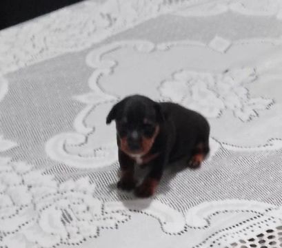 Pinscher N° 0