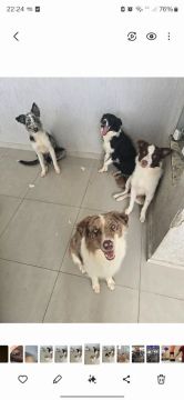 Filhotes Border Collie 