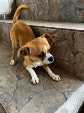 Chihuahua Fofo Procurando Lar