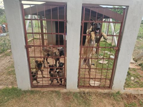 Filhotes de Pastor belga malinois