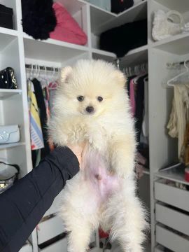 Machinho spitz alemão 
