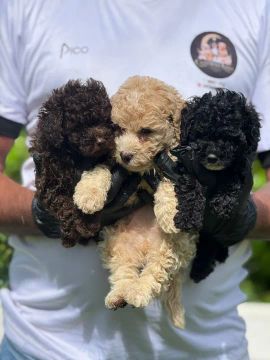  filhotes de poodle Machos 