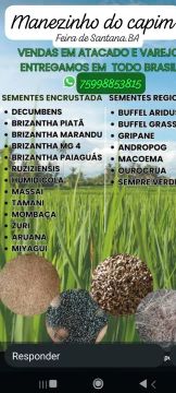 Sementes de capim para pastagem
