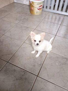 Filhote de Chihuahua - Fofo e Brincalhão