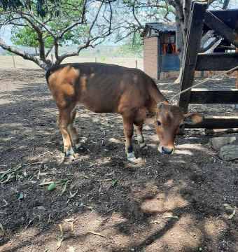 Bezerra para venda