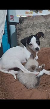 Duas cachorrinhas fofas para adoção