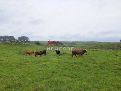 Fazenda em Localidade Cerrito - Cerrito - São Francisco de Paula/RS