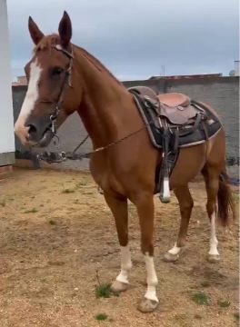 Cavalo crioulo com quarto de milha