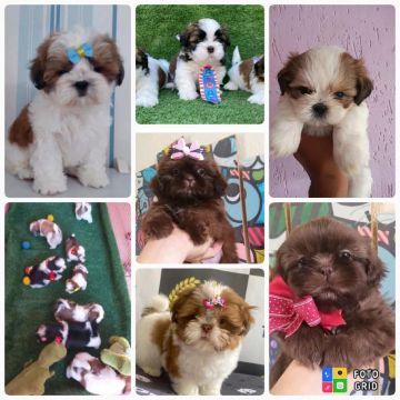 Vendo Filhotes Shihtuz Mine 