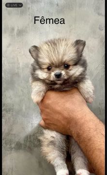 Spitz Alemão ( Lulu da Pomerania Anão)