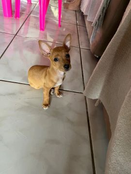Filhote de Pinscher.