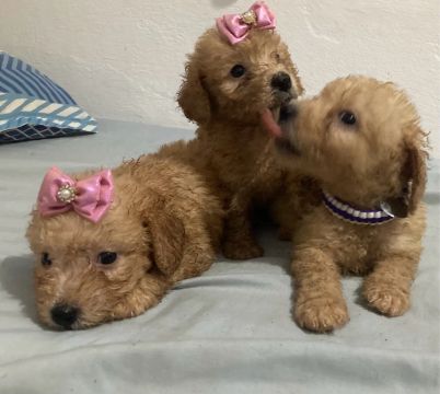Lindos filhotes de Poodle