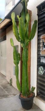 Cacto gigante para decoração