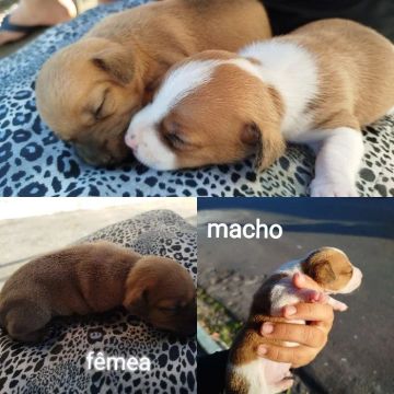 Filhotes de Pincher n° 1 